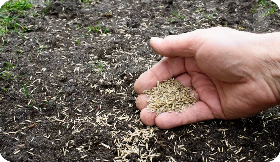 ręczny wysiew trawy w ogrodzie